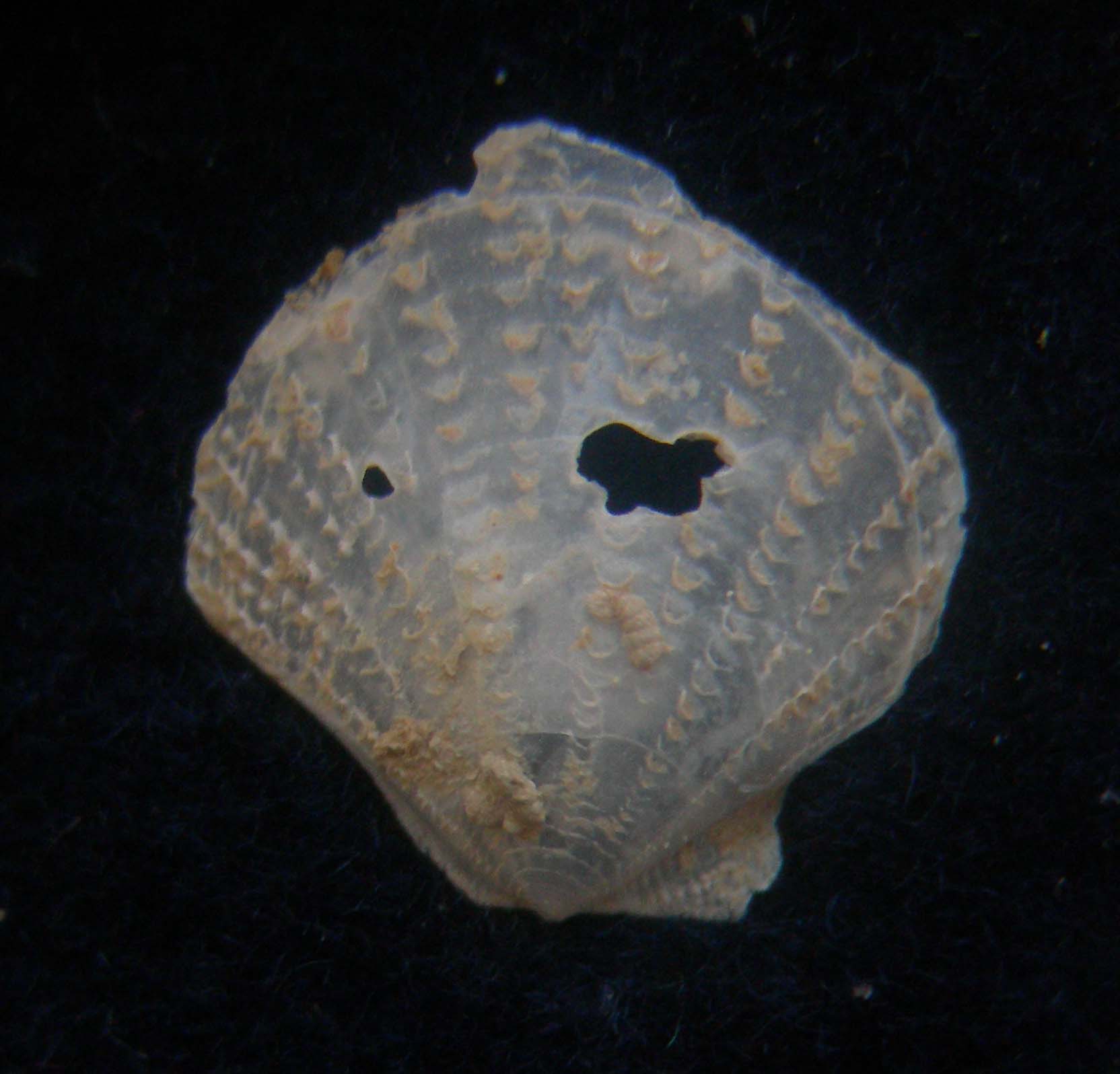 cyclopecten hoskynsi